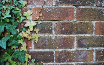 Considerations When Using Ivy on Brickwork