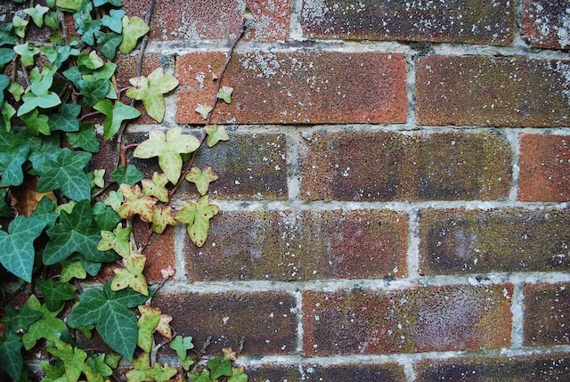 brick wall exterior with ivy covering