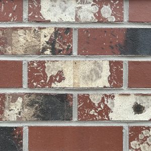 Coated Scarlet Crest